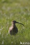 Eurasian Curlew (Numenius arquata) 
