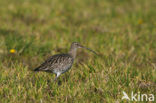 Eurasian Curlew (Numenius arquata) 