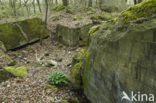 Wurmtal