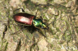 abax beetle (Agonum sexpunctatum)