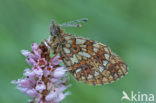 Zilveren maan (Boloria selene) 