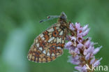 Small Pearl-Bordered Fritillary (Boloria selene)