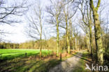 Common Oak