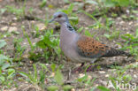 Zomertortel (Streptopelia turtur) 