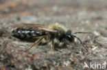 Zwart-rosse zandbij (Andrena clarkella)