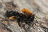 Zwart-rosse zandbij (Andrena clarkella)