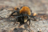 Clark’s mining bee (Andrena clarkella)