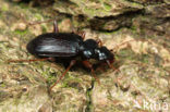 Zwartblauwe Baardloper (Leistus fulvibarbis)