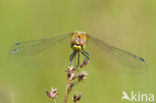 Black Darter (Sympetrum danae)