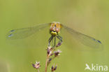 Zwarte heidelibel (Sympetrum danae)