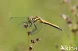 Zwarte heidelibel (Sympetrum danae)