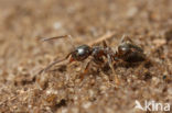 Small Black Ant (Lasius niger)