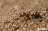 Zwarte wegmier (Lasius niger)