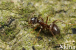 Small Black Ant (Lasius niger)