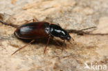 Stenolophus mixtus