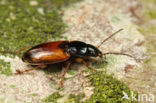 Stenolophus mixtus