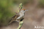 Zwartkop (Sylvia atricapilla)