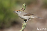 Zwartkop (Sylvia atricapilla)