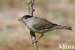 Zwartkop (Sylvia atricapilla)