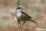 Zwartkop (Sylvia atricapilla)