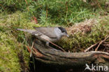 Blackcap (Sylvia atricapilla)