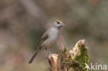 Blackcap (Sylvia atricapilla)