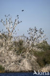 Great Cormorant (Phalacrocorax carbo)