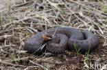 Common Viper (Vipera berus)