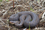 Common Viper (Vipera berus)