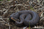 Common Viper (Vipera berus)