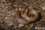 Common Viper (Vipera berus)