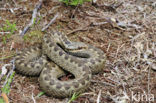 Common Viper (Vipera berus)