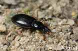 Agonum albipes