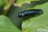 Agrilus cyanescens