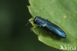 Agrilus cyanescens