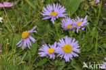 Alpenaster (Aster alpinus)