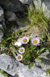 Alpine fleabane (Erigeron alpiniformis)