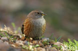 Alpenheggemus (Prunella collaris)