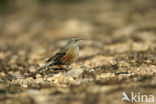 Alpenheggemus (Prunella collaris)