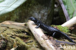 Alpine salamander (Salamandra atra)