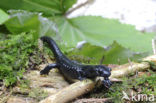 Alpenlandsalamander (Salamandra atra)