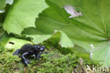 Alpenlandsalamander (Salamandra atra)