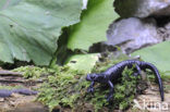 Alpenlandsalamander (Salamandra atra)