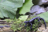 Alpine salamander (Salamandra atra)
