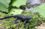 Alpine salamander (Salamandra atra)