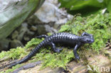 Alpine salamander (Salamandra atra)