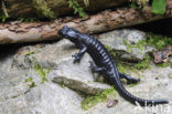 Alpine salamander (Salamandra atra)