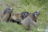 Alpine Marmot (Marmota marmota)