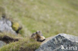 Alpine Marmot (Marmota marmota)