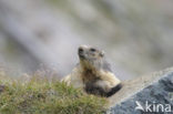 Alpine Marmot (Marmota marmota)